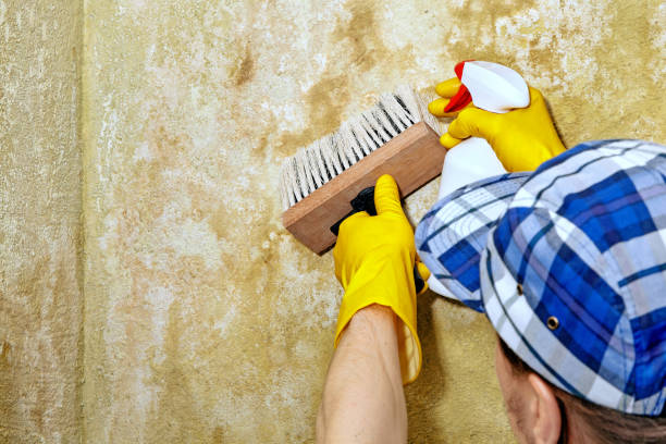 Forensic Mold Investigation in South Pottstown, PA